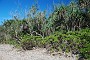 109- Vegetation de la baie Ue